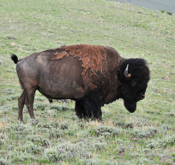 Bison Bull Photo