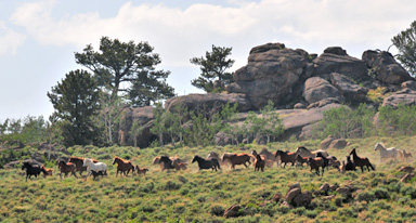 Bucking Mares and Colts Photo